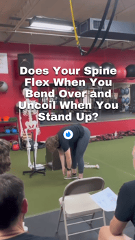 does your spine flex when you bend over and uncoil when you stand up?